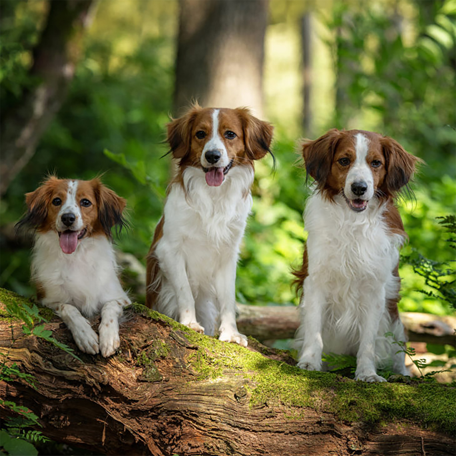 Kooikerhondje(3)-SQR